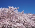 桜の木