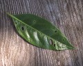 虫食いだらけの葉