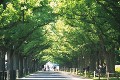 新緑の神宮外苑