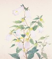 ほたるぶくろ