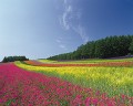 富良野の風景