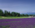 富良野の風景