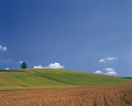 美瑛の田園風景