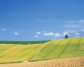 美瑛の田園風景