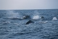 ザトウクジラ