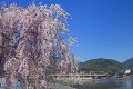 桜咲く嵐山