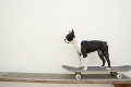 犬とスケートボード