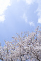 桜の花と空