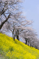 菜の花畑と桜