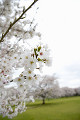 桜の花