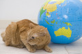 猫と地球儀
