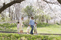 桜の下を歩く家族