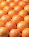 一面のネーブルオレンジ