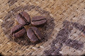 4粒のコーヒー豆