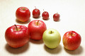 6種類のリンゴ