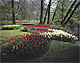 キューケンホフ公園の花壇