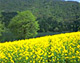 北竜湖と菜の花畑（長野県飯山市）