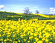 菜の花公園（長野県飯山市）