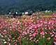 コスモス畑（長野県飯山市）