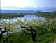 千曲川とスモモの花（長野県中野市）