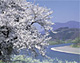 桜と千曲川（長野県中野市）