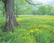 戸隠高原の大木（長野県長野市）