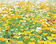 花畑（長野県小諸市）