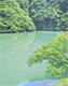 新緑のブナ林（富山県利賀村）