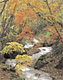 紅葉の渓流（長野県須坂市）