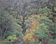 紅葉の八滝（長野県高山村）