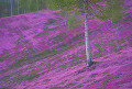 滝上公園の芝桜