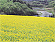 菜の花畑（栃木県茂木町）