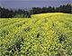 菜の花畑（栃木県馬頭町）