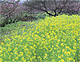 菜の花畑と紅梅（栃木県日光市）