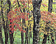 紅葉（県民の森/栃木県矢板市）