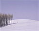 雪原とカラマツ林の樹氷（北海道美瑛町）