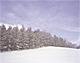 雪原とカラマツ林の樹氷（北海道美瑛町）