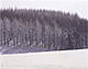 雪原とカラマツ林の樹氷（北海道占冠村）
