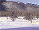 カラマツ林と雪山（小田代ヶ原/栃木県日光市）