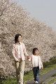 桜と母子