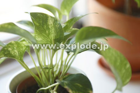 �ϗt�A���C���[�W
