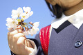 桜の花を持つ小学生