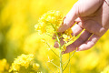 菜の花に手を添える女性