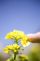 菜の花に触れる女性の指