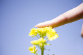 菜の花に触れる女性の指