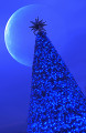 月とクリスマスツリー