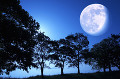 月と立木