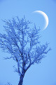 月と樹氷