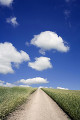 雲と麦畑の中の道