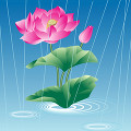 雨中の蓮
